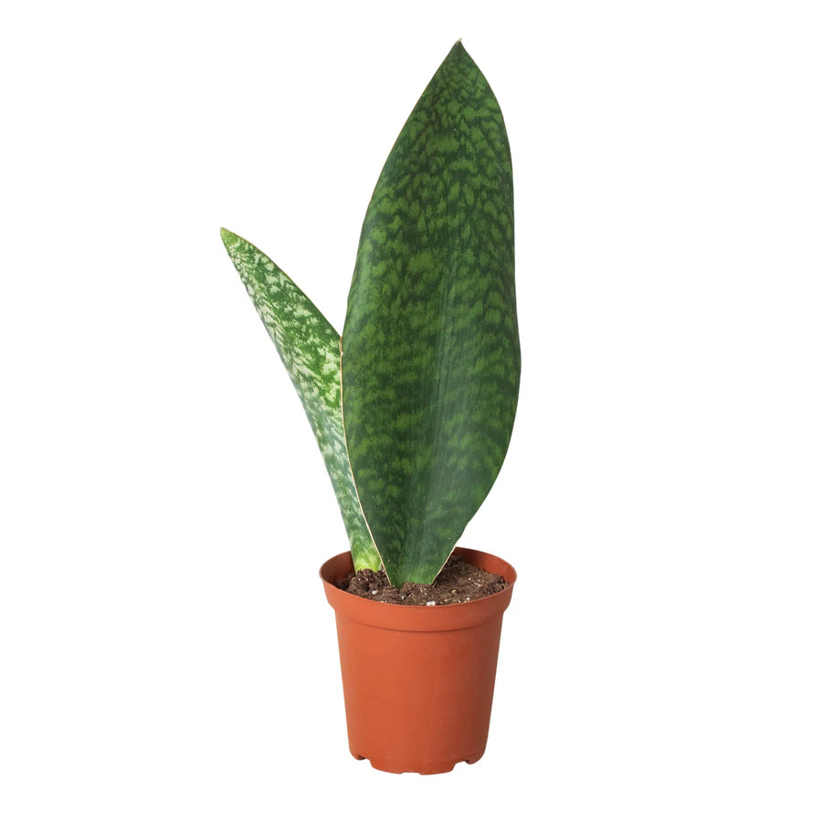 Shark Fin Snake Plant-American Plant Supply