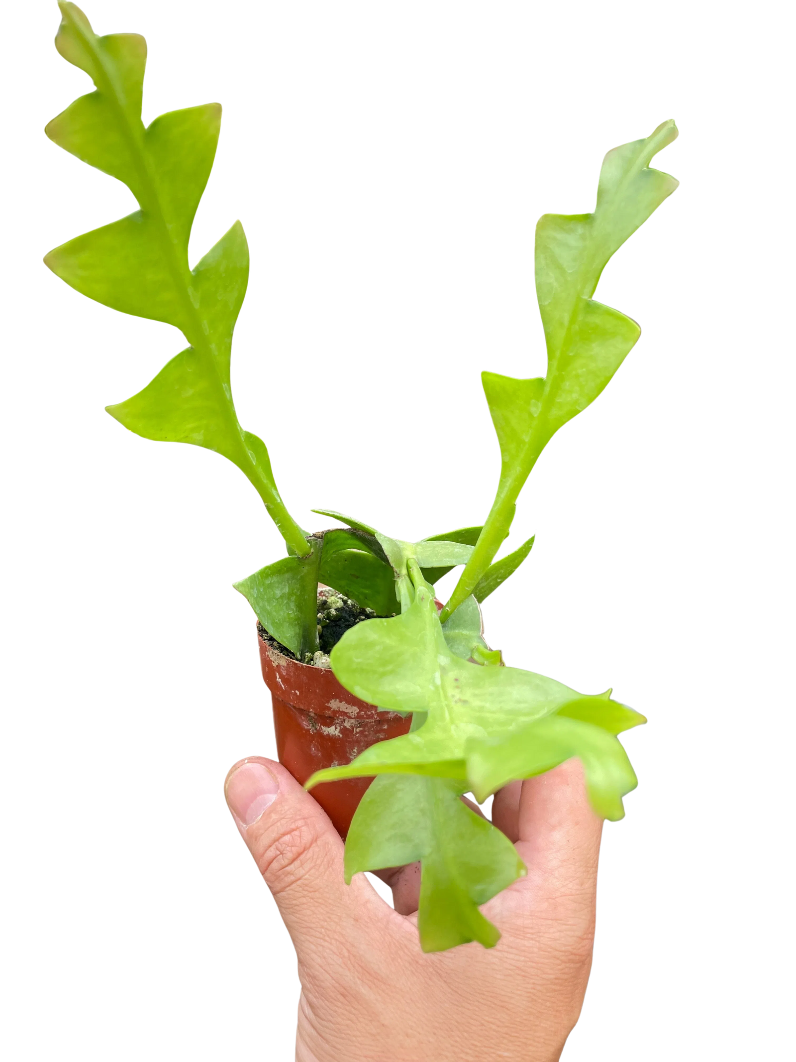 Shark Tooth Orchid Cactus-Indoor Plants-American Plant Supply