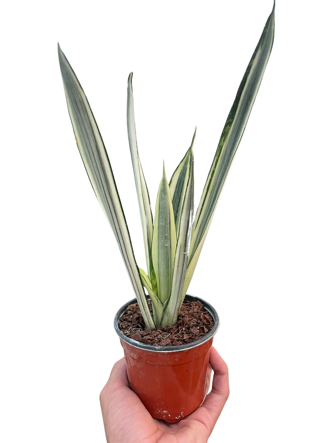 bantel snake plant bare root Snake 'Bantel's Sensation' exclusive at American Plant Supply