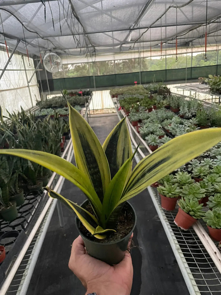 Snake 'Gold Flame'-6" Plant (1pk/$4.5) ($10 Ship/31oz)-American Plant Supply