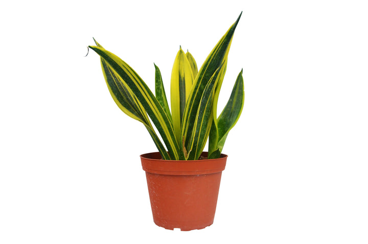 Snake 'Gold Flame'-6" Plant (1pk/$4.5) ($10 Ship/31oz)-American Plant Supply