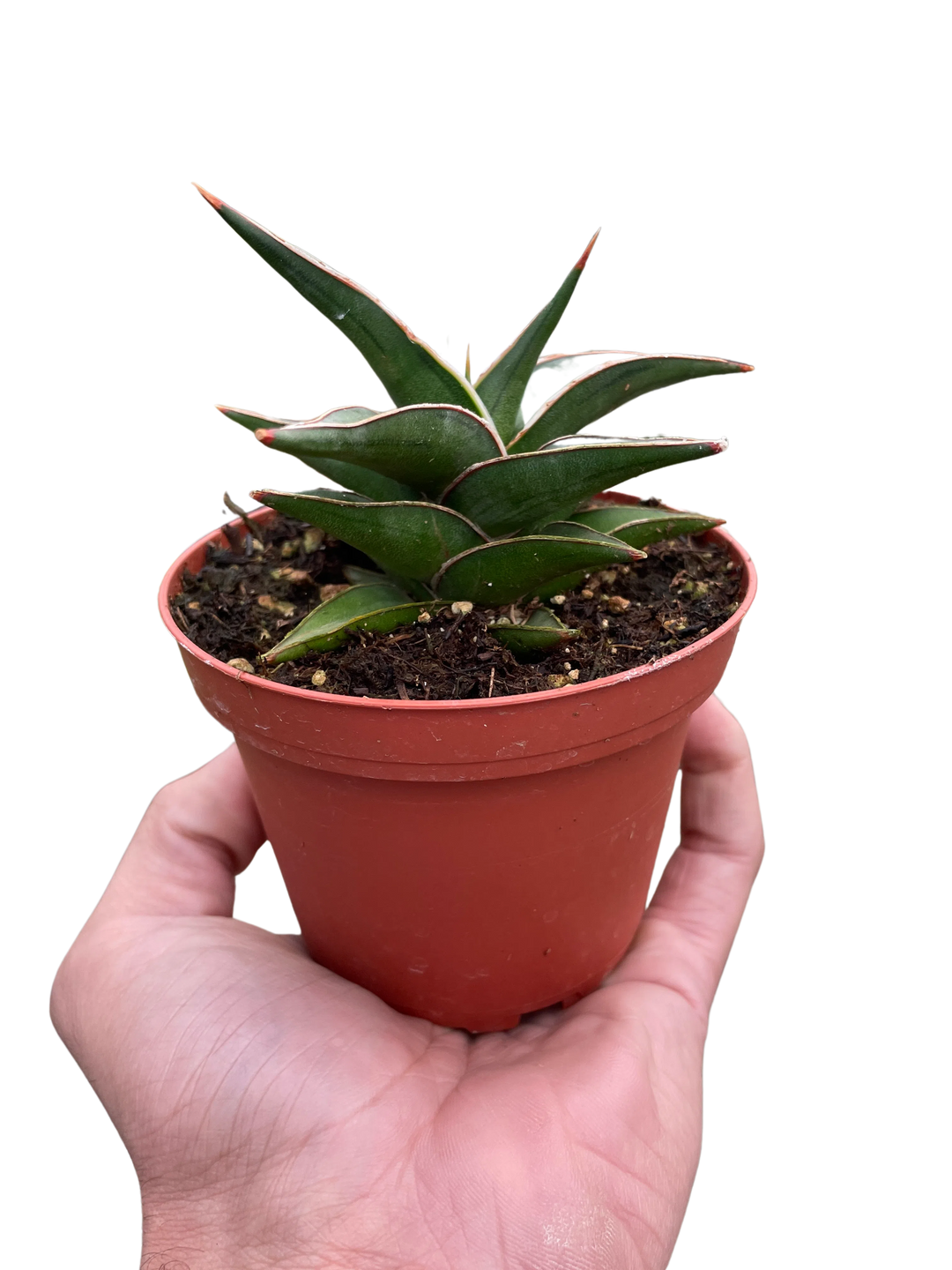 Snake 'Lavranos'-6" Plant (1pk/$4.5) ($10 Ship/31oz)-American Plant Supply