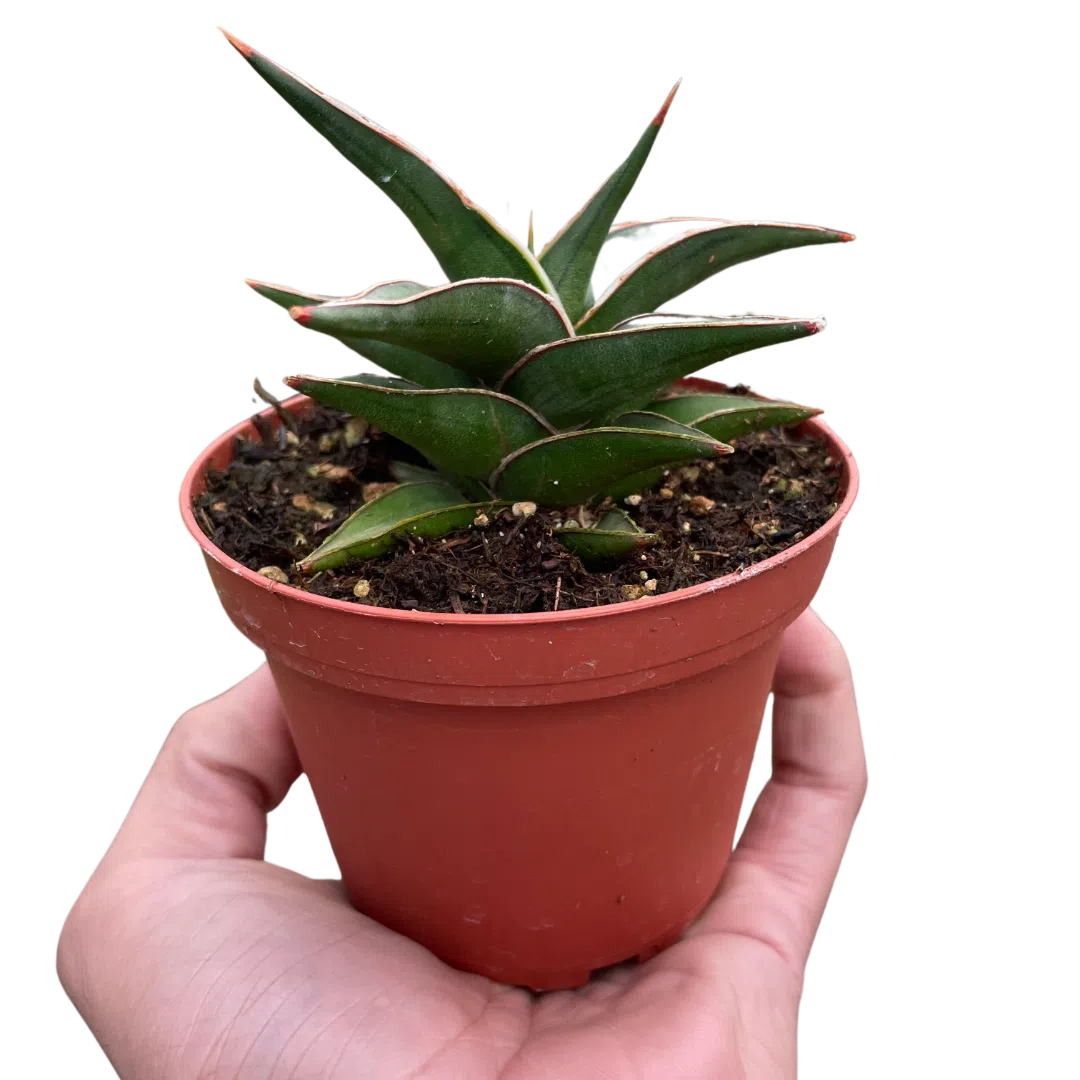 Snake 'Lavranos'-6" Plant (1pk/$4.5) ($10 Ship/31oz)-American Plant Supply