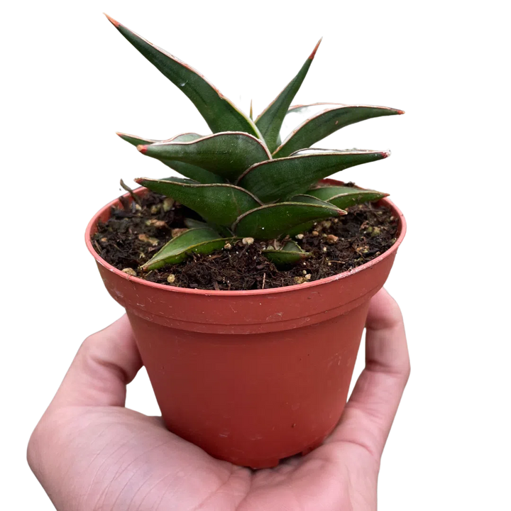 Snake 'Lavranos'-6" Plant (1pk/$4.5) ($10 Ship/31oz)-American Plant Supply