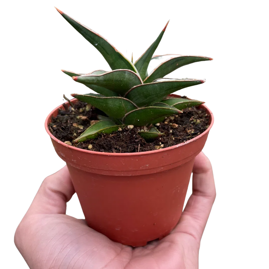 Snake 'Lavranos'-6" Plant (1pk/$4.5) ($10 Ship/31oz)-American Plant Supply