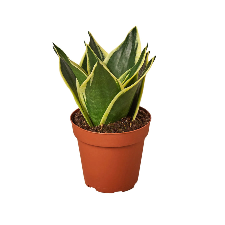 Snake Plant Black Gold-Indoor Plants-American Plant Supply