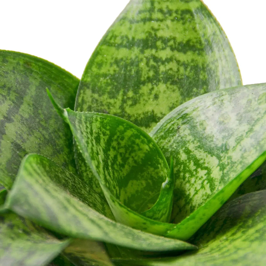 Snake Plant Black Robusta-Indoor Plants-American Plant Supply