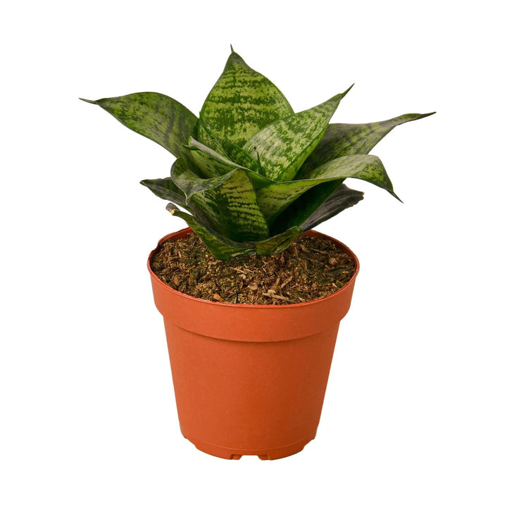 Snake Plant Black Robusta-Indoor Plants-American Plant Supply