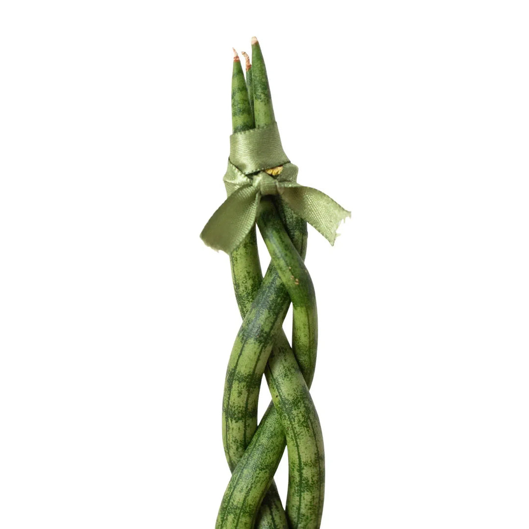 braided succulent Snake Plant Braided exclusive at American Plant Supply