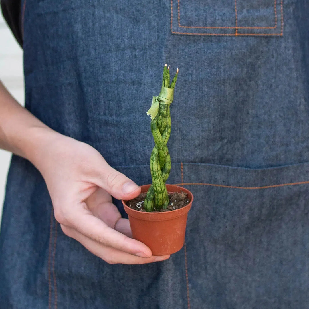 braided snake plant Snake Plant Braided exclusive at American Plant Supply