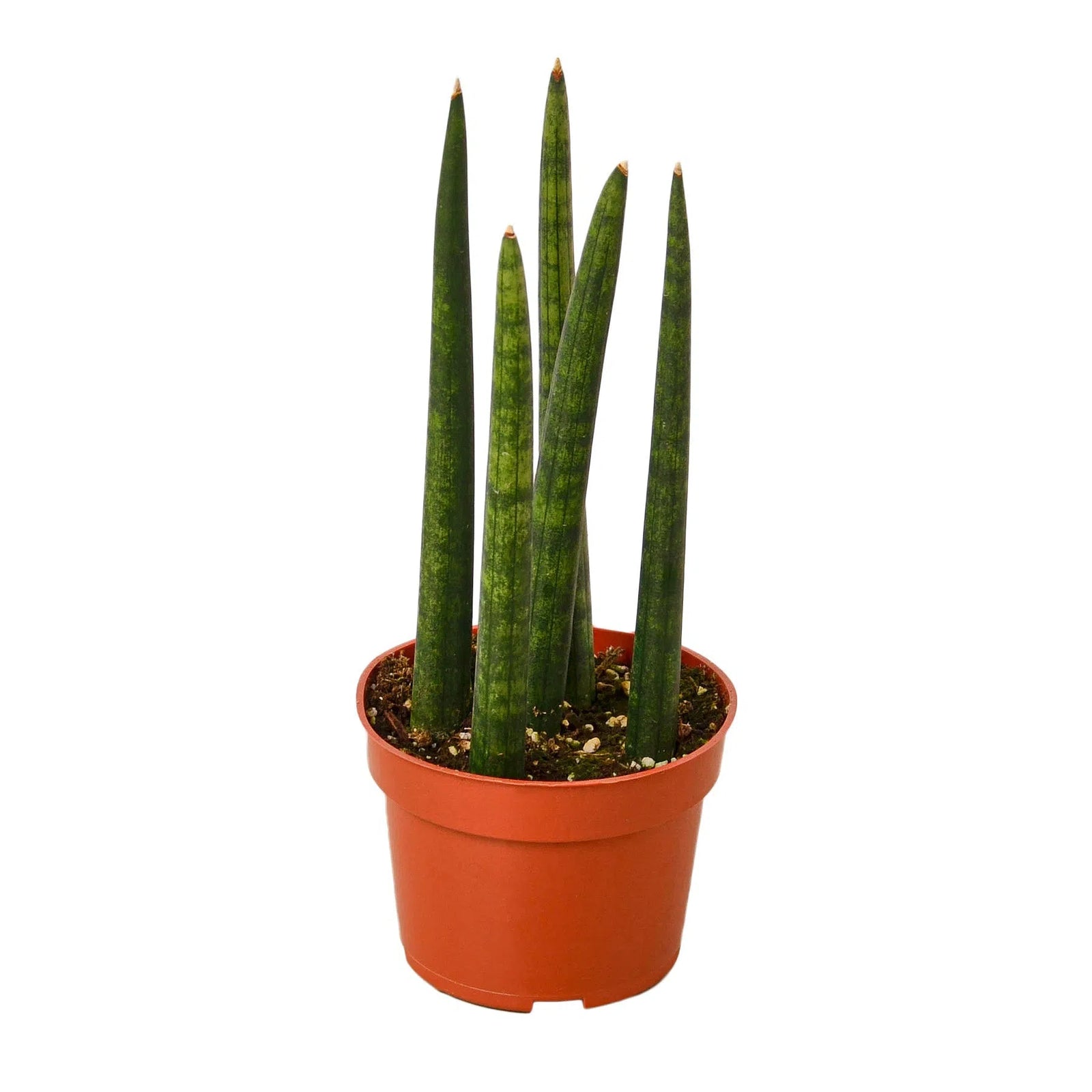 Snake Plant Cylindrica-4" Plant-American Plant Supply