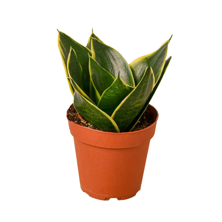 Snake Plant Emerald Star-4" Plant-American Plant Supply