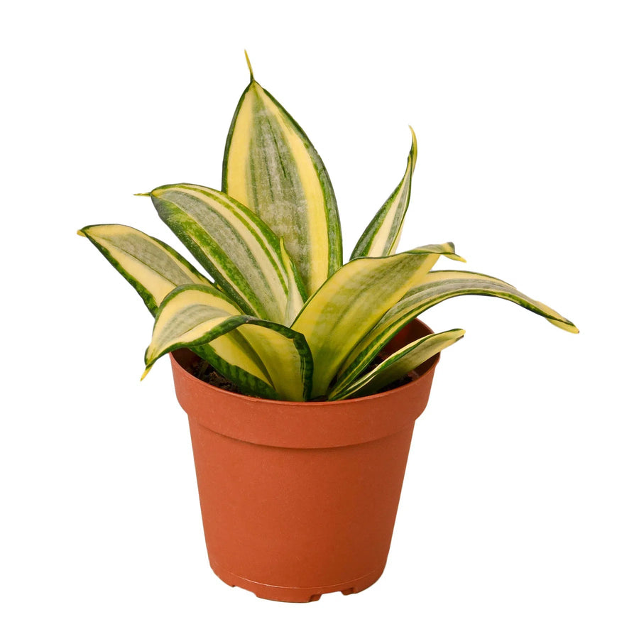 Snake Plant Gold Hahnii-Indoor Plants-American Plant Supply