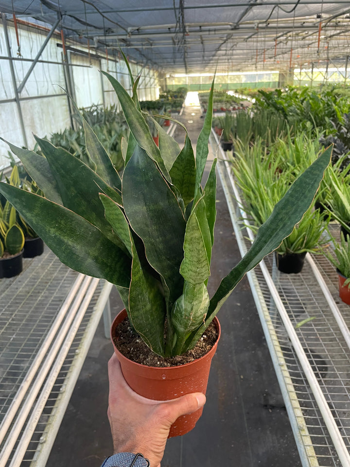 Snake Plant 'Jaboa'-Indoor Plants-American Plant Supply