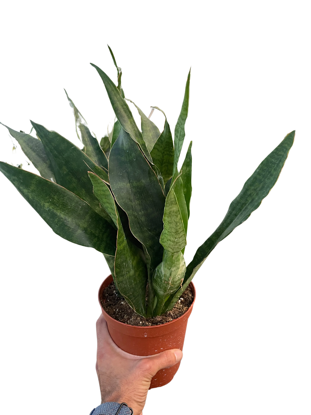Snake Plant 'Jaboa'-Indoor Plants-American Plant Supply