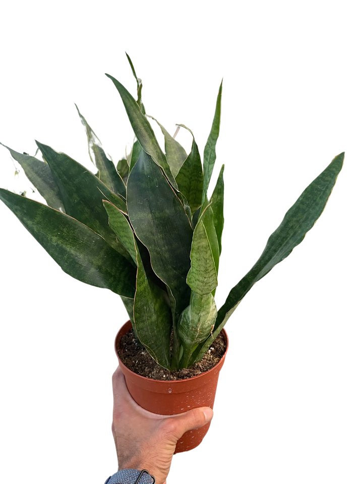 Snake Plant 'Jaboa'-Indoor Plants-American Plant Supply
