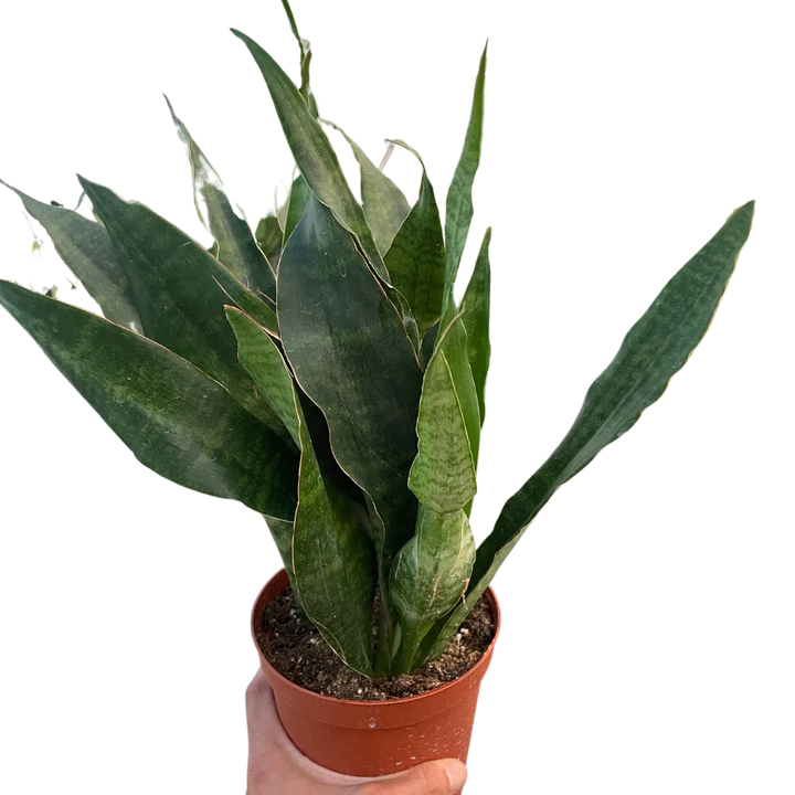 Snake Plant 'Jaboa'-Indoor Plants-American Plant Supply