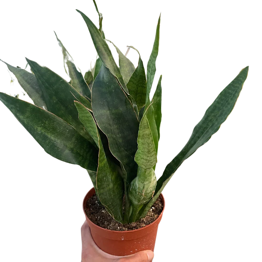 Snake Plant 'Jaboa'-Indoor Plants-American Plant Supply