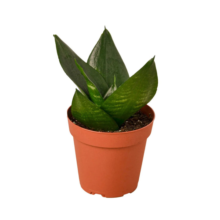 Snake Plant Jade-Indoor Plants-American Plant Supply