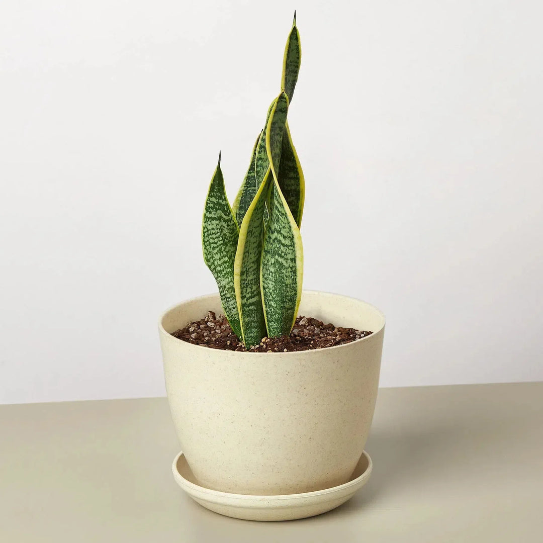 Snake Plant Laurentii-4" Plant-American Plant Supply