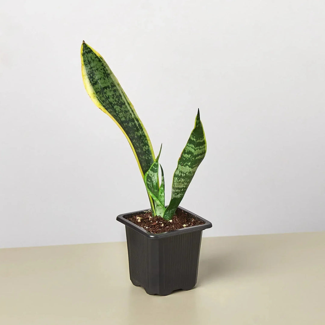 Snake Plant Laurentii-4" Plant-American Plant Supply