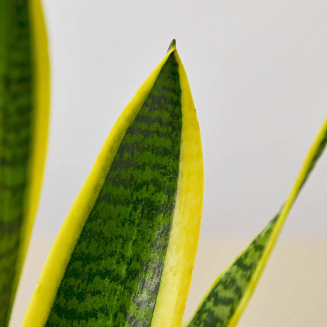 Snake Plant Laurentii-4" Plant-American Plant Supply