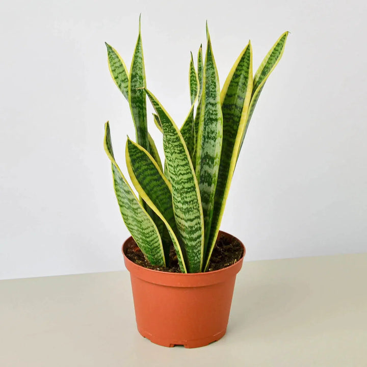 Snake Plant Laurentii-4" Plant-American Plant Supply