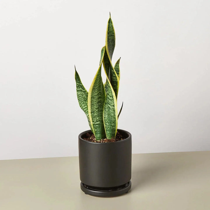 Snake Plant Laurentii-4" Plant-4" Pot-Black Cylinder-American Plant Supply