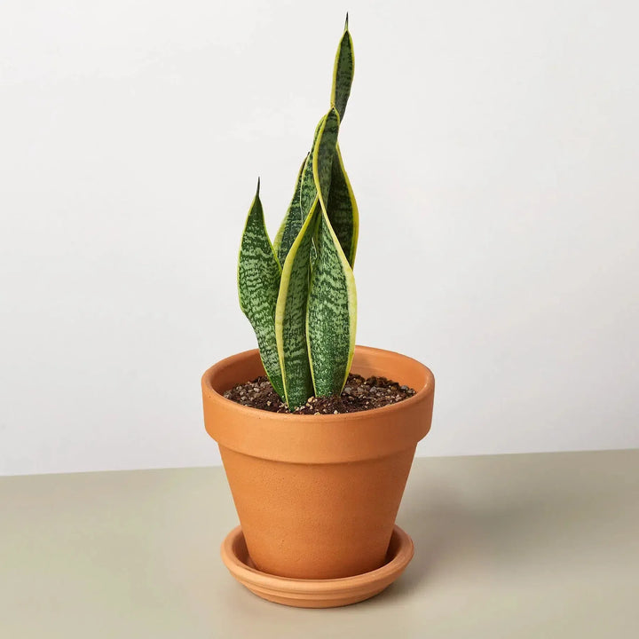 Snake Plant Laurentii-4" Plant-4" Pot-Terra Cotta Standard-American Plant Supply