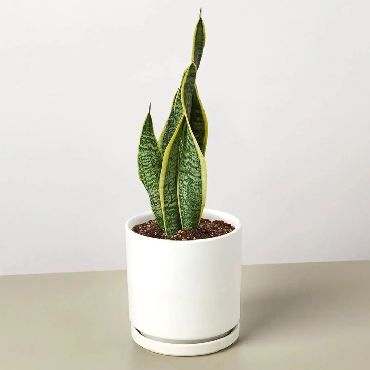 Snake Plant Laurentii-4" Plant-4" Pot-White Cylinder-American Plant Supply