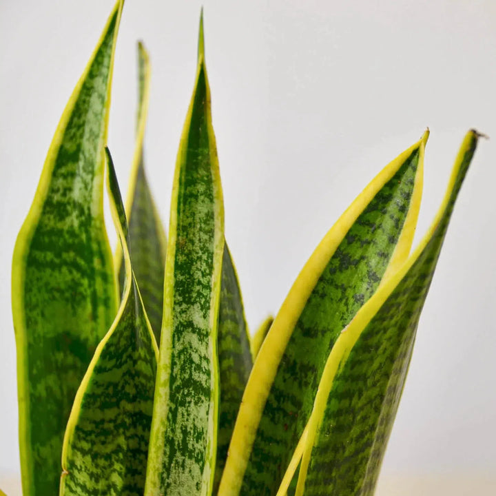 Snake Plant Laurentii-4" Plant-American Plant Supply