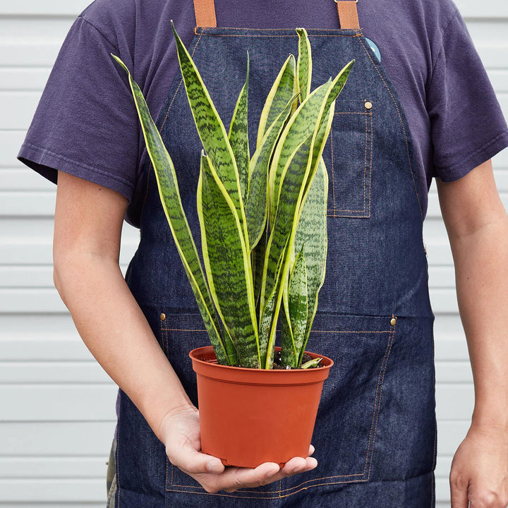 Snake Plant Laurentii-4" Plant-American Plant Supply