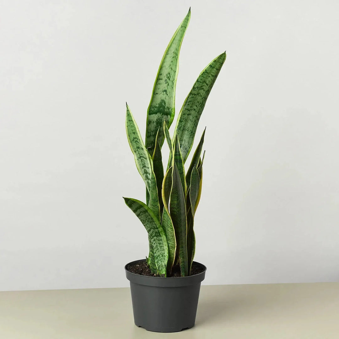 Snake Plant Laurentii-4" Plant-American Plant Supply