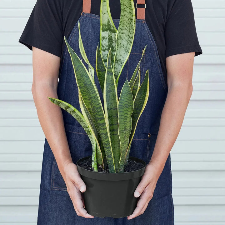 Snake Plant Laurentii-4" Plant-American Plant Supply