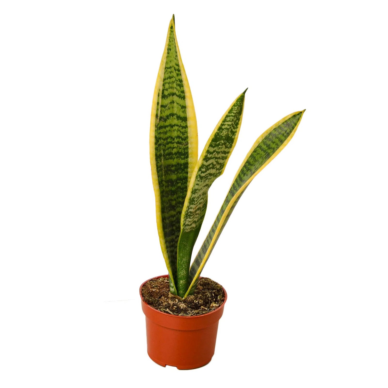 Snake Plant Laurentii-4" Plant-American Plant Supply