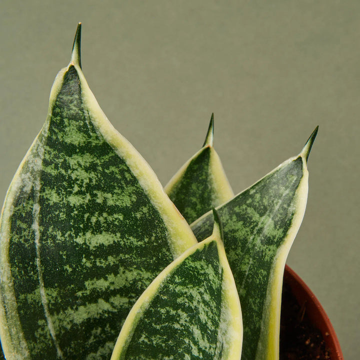 Snake Plant Laurentii Dwarf-Indoor Plants-American Plant Supply