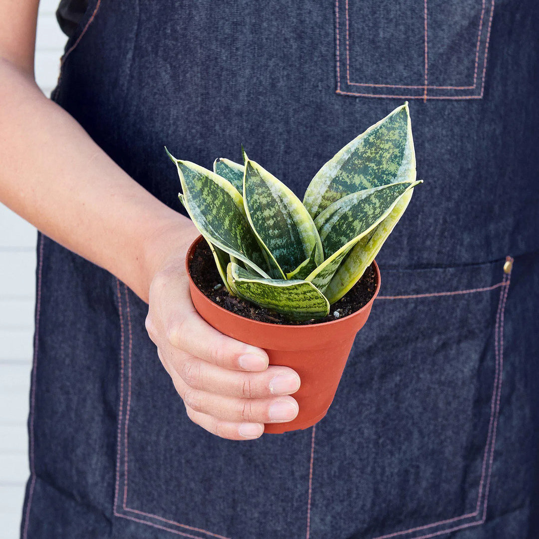 Snake Plant Laurentii Dwarf-Indoor Plants-American Plant Supply