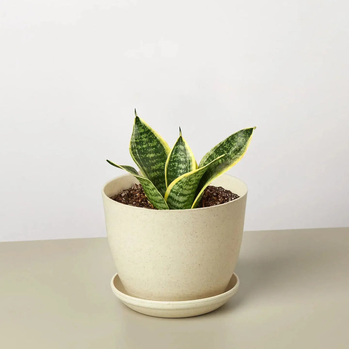 Snake Plant Laurentii Dwarf-Indoor Plants-American Plant Supply