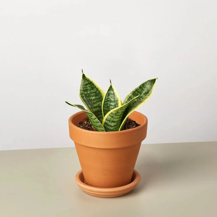 Snake Plant Laurentii Dwarf-Indoor Plants-American Plant Supply