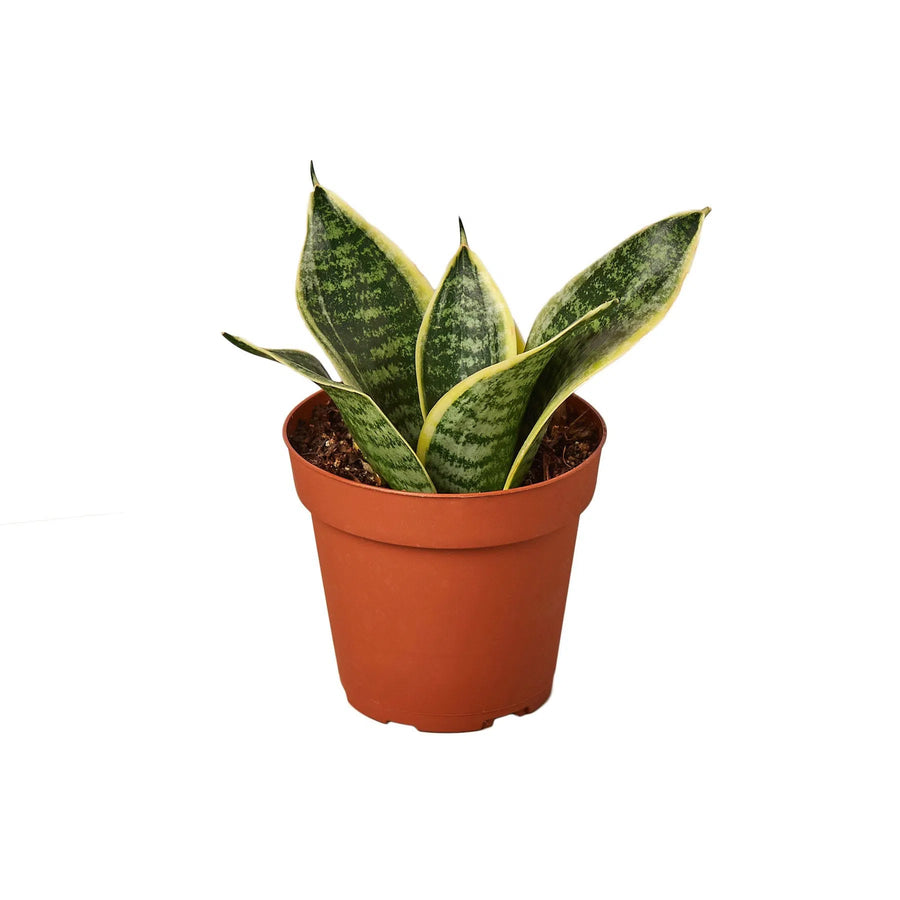 Snake Plant Laurentii Dwarf-Indoor Plants-American Plant Supply