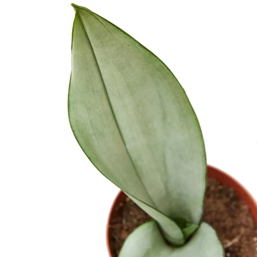 Snake Plant Moonshine-Indoor Plants-American Plant Supply