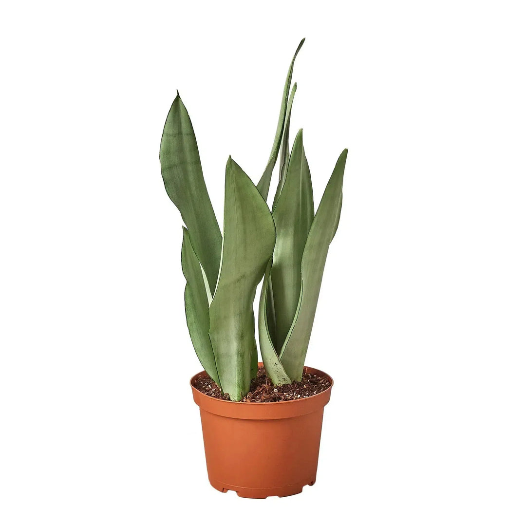 Snake Plant Moonshine-Indoor Plants-American Plant Supply