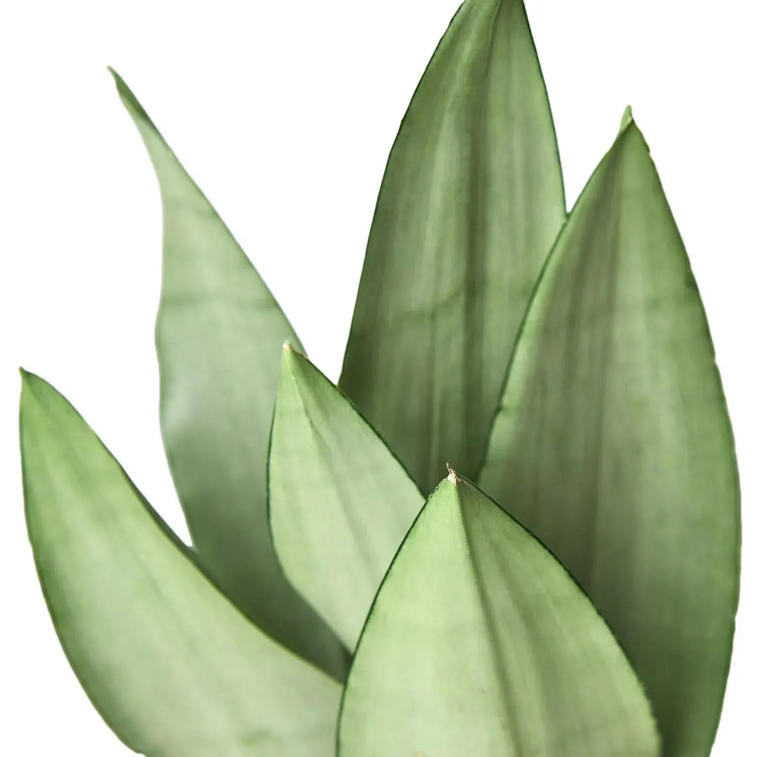 Snake Plant Moonshine-Indoor Plants-American Plant Supply