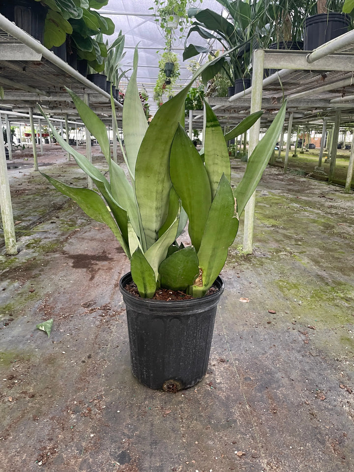 Snake Plant Moonshine-Indoor Plants-American Plant Supply