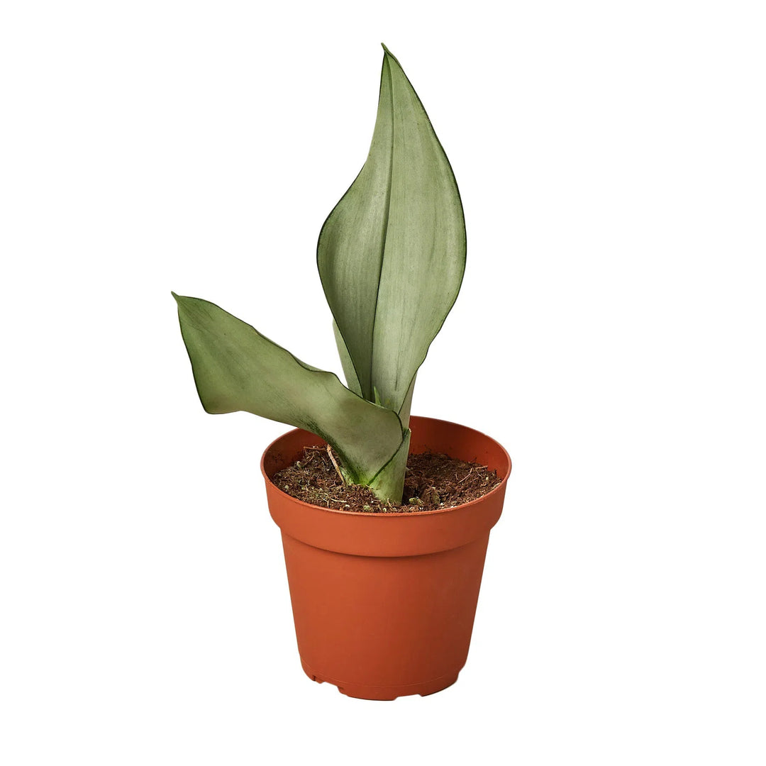 Snake Plant Moonshine-Indoor Plants-American Plant Supply