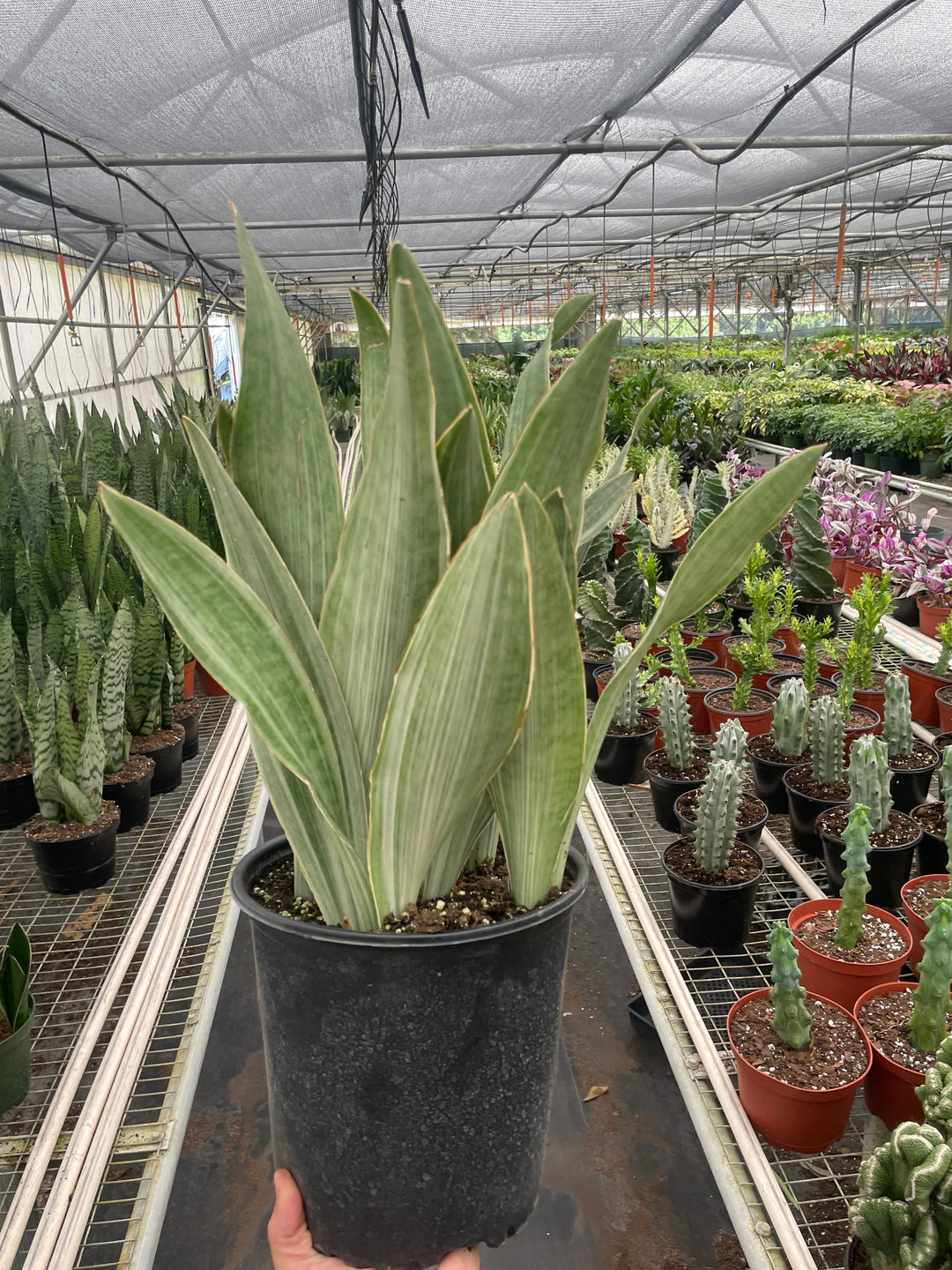 Snake Plant 'Sayuri'-Indoor Plants-American Plant Supply