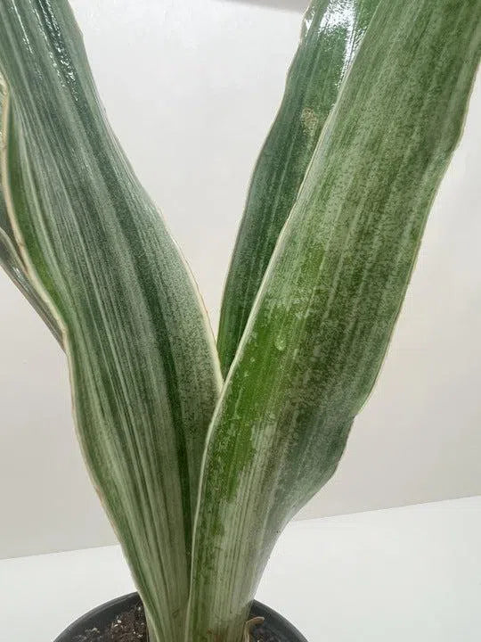 Snake Plant 'Sayuri'-Indoor Plants-American Plant Supply