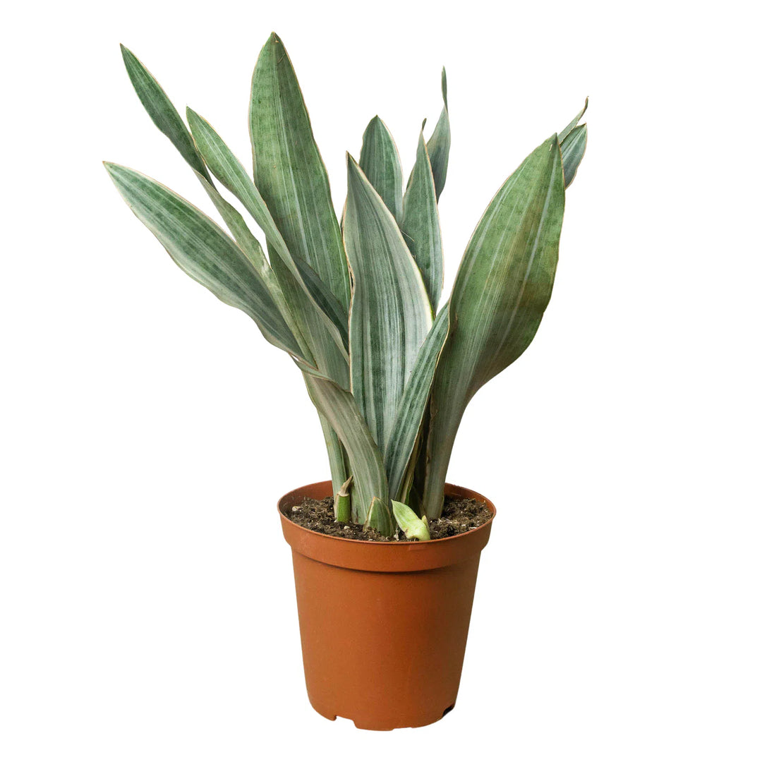 Snake Plant 'Sayuri'-Indoor Plants-American Plant Supply