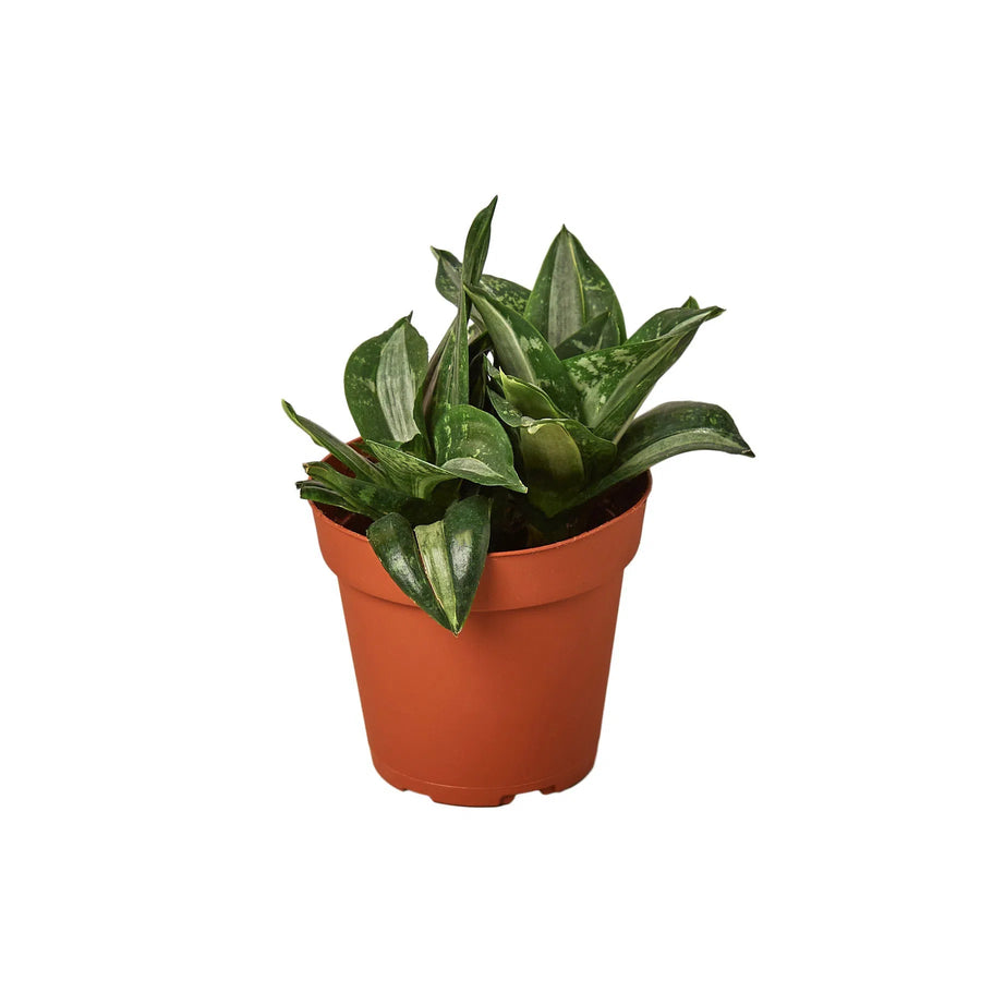 Snake Plant Silver Streak-Indoor Plants-American Plant Supply