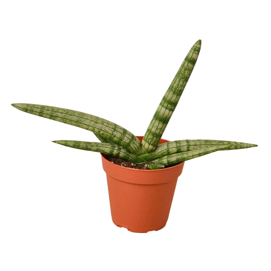 Snake Plant Starfish-Indoor Plants-American Plant Supply